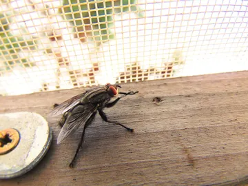 Cuantas más ventanas y puertas al exterior tengamos, más fácil les resultará a los insectos entrar Cuantas más ventanas y puertas al exterior tengamos, más fácil les resultará a los insectos entrar