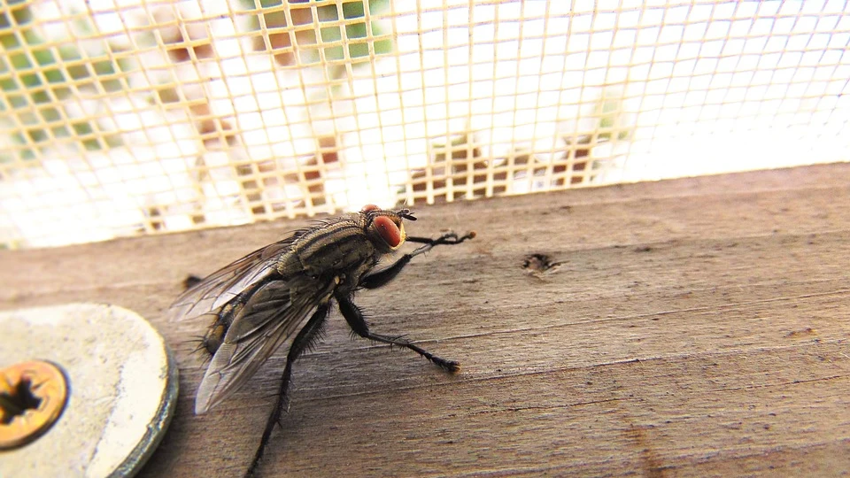 Cuantas más ventanas y puertas al exterior tengamos, más fácil les resultará a los insectos entrar 