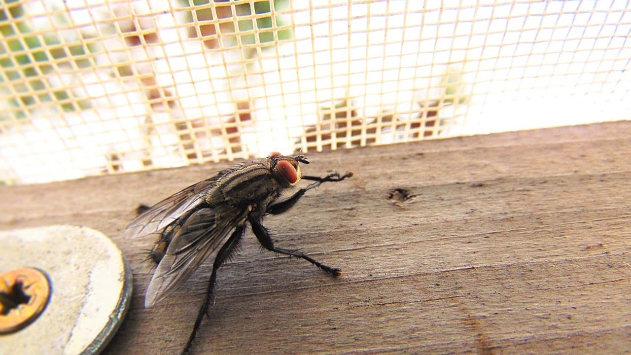 No importa lo limpia u ordenada que esté: a los insectos les encanta esta habitación de tu casa