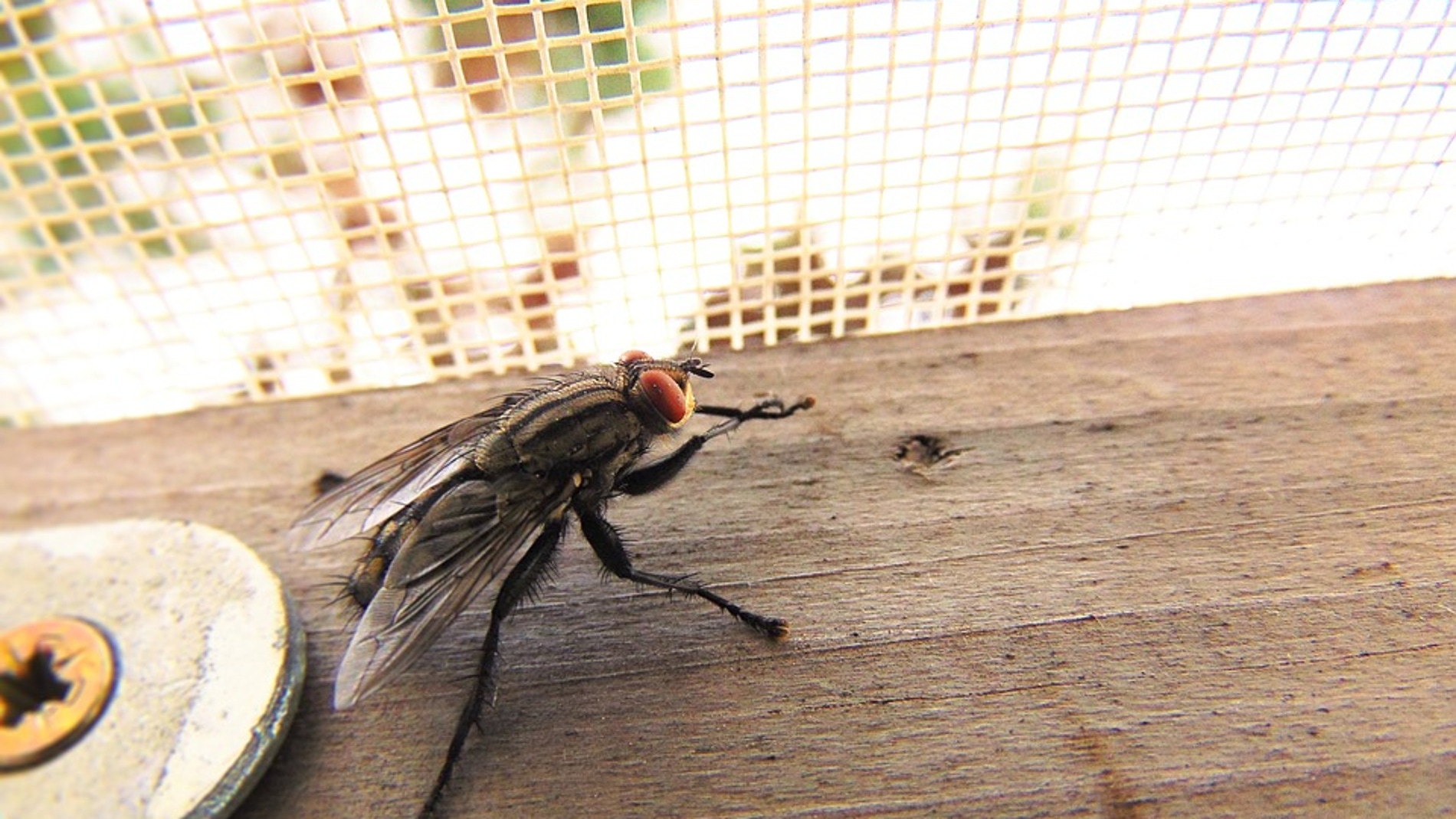 Cuantas más ventanas y puertas al exterior tengamos, más fácil les resultará a los insectos entrar