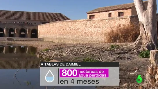 Miles de peces muertos o restricciones de agua , los terribles efectos de la sequía Miles de peces muertos o restricciones de agua , los terribles efectos de la sequía