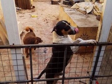 Uno de los perros rescatados en Valencia Uno de los perros rescatados en Valencia