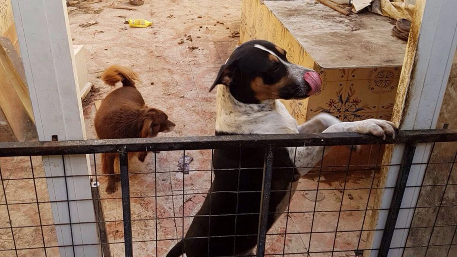 Uno de los perros rescatados en Valencia