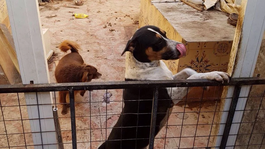 Uno de los perros rescatados en Valencia Uno de los perros rescatados en Valencia