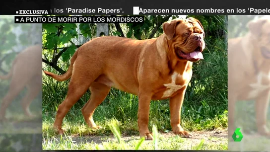 Los perros que atacaron a una mujer de 82 años en Pontevedra no estaban identificados y permanecerán al cuidado de una protectora Los perros que atacaron a una mujer de 82 años en Pontevedra no estaban identificados y permanecerán al cuidado de una protectora