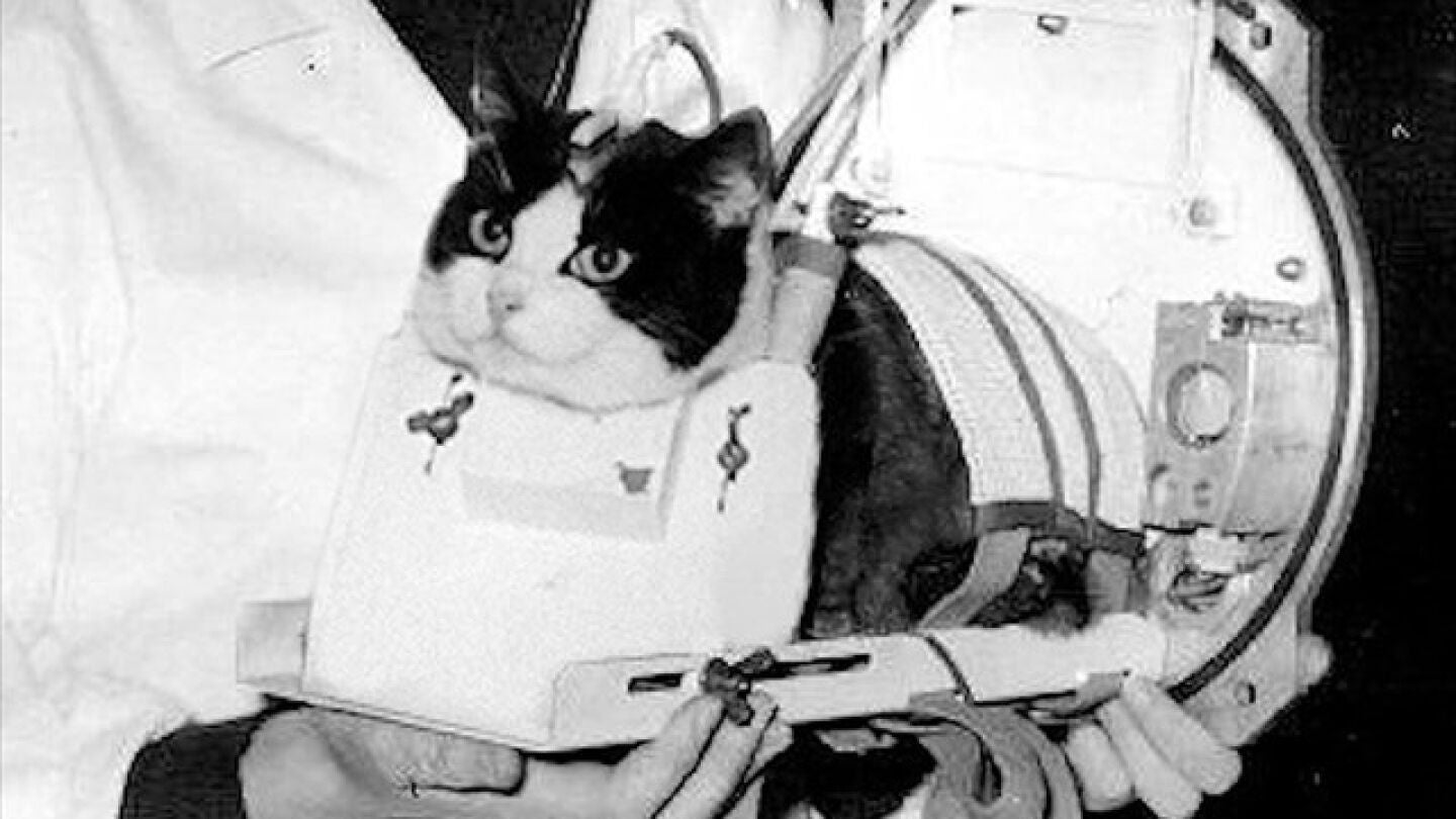 F&eacute;licette, el &uacute;nico gato que ha estado en el espacio