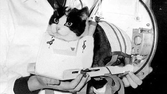 Félicette, el único gato que ha estado en el espacio