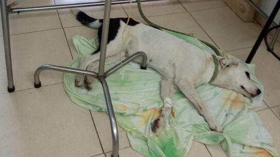 Nube Viajera en la Fundaci&oacute;n Amiga de los Animales y de la Naturaleza