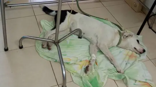 Nube Viajera en la Fundación Amiga de los Animales y de la Naturaleza Nube Viajera en la Fundación Amiga de los Animales y de la Naturaleza