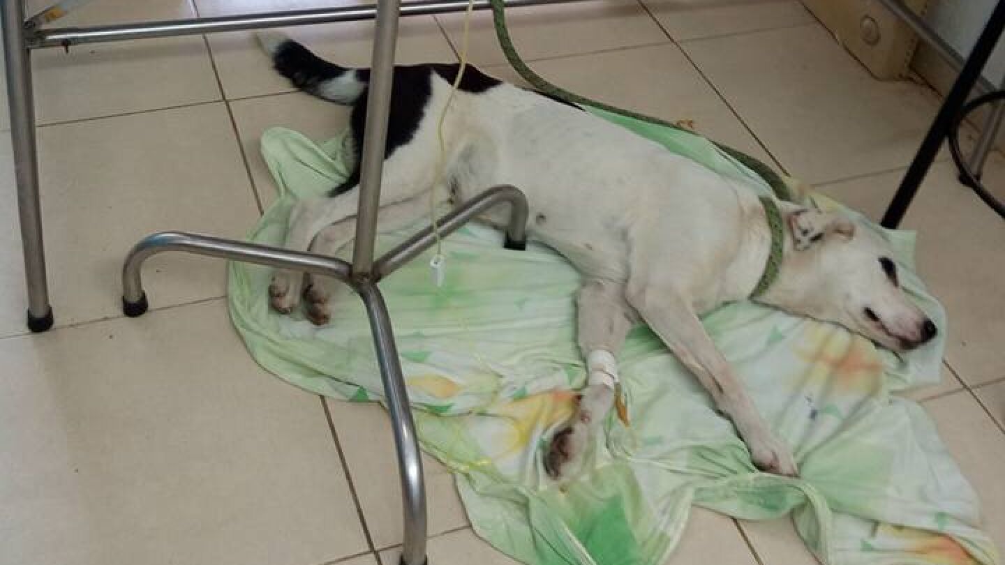 Nube Viajera en la Fundaci&oacute;n Amiga de los Animales y de la Naturaleza