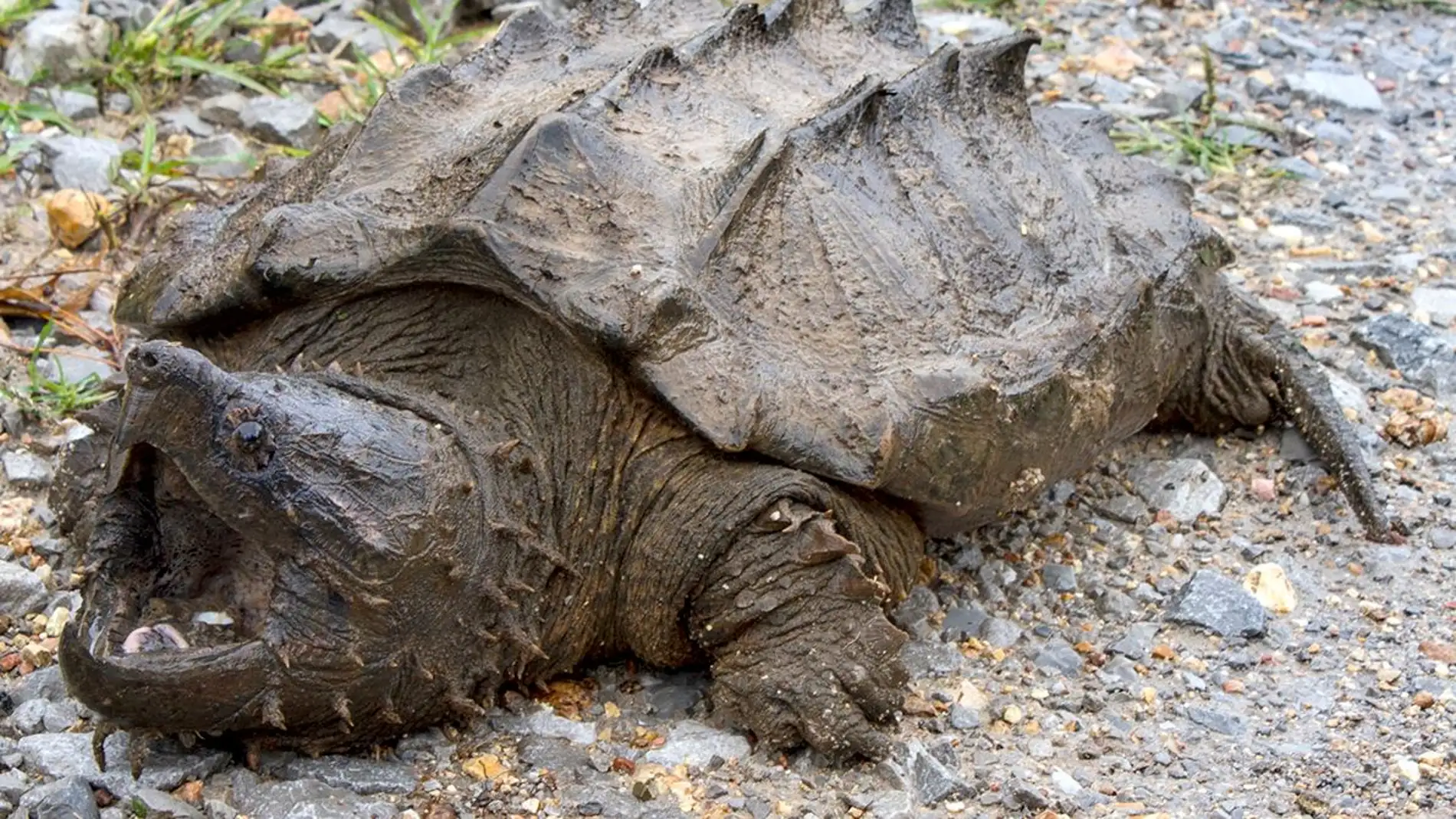 La tortuga caiman reaparece tras 30 anos sin dar senales en estado salvaje