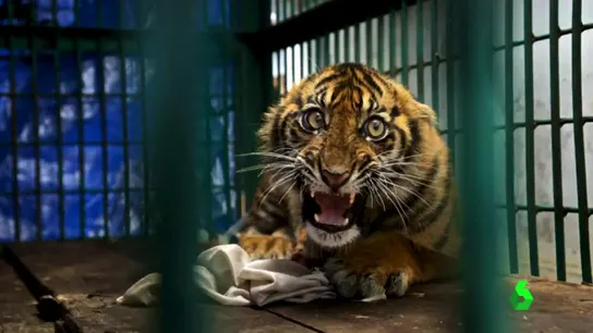 Imagen del Wildlife Photographer of the Year Imagen del Wildlife Photographer of the Year
