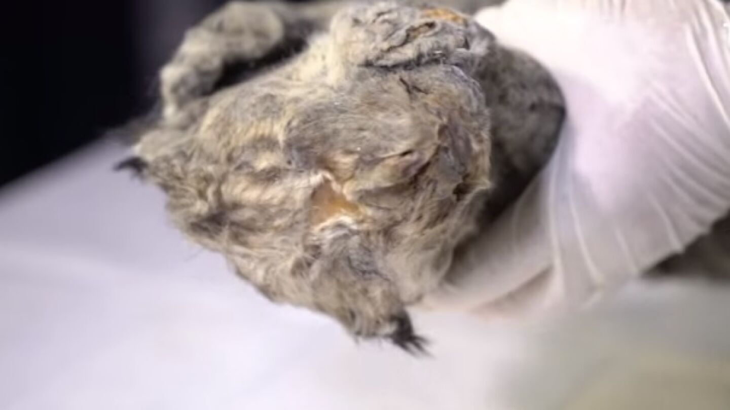 El cachorro de le&oacute;n encontrado en Siberia