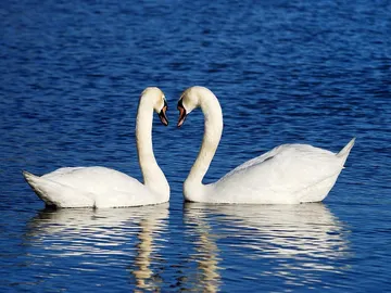 Pareja de cisnes Pareja de cisnes