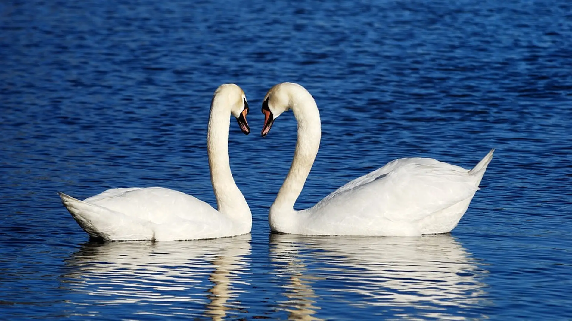 Pareja de cisnes