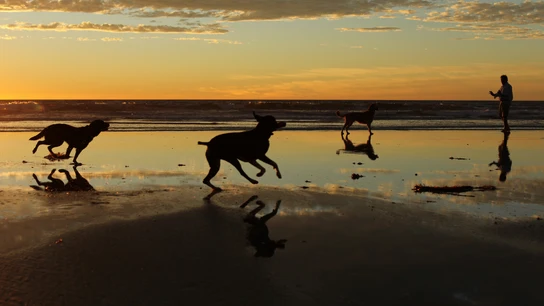 Perros corriendo Perros corriendo