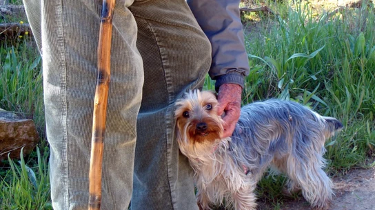 Imagen de un perro con su dueño Imagen de un perro con su dueño
