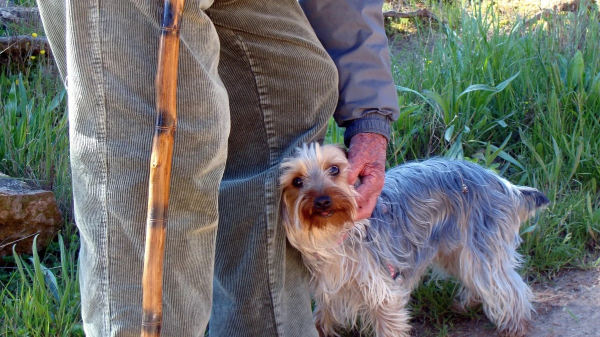 Imagen de un perro con su dueño