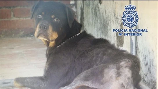 Estado en el que apareció la perra Estado en el que apareció la perra