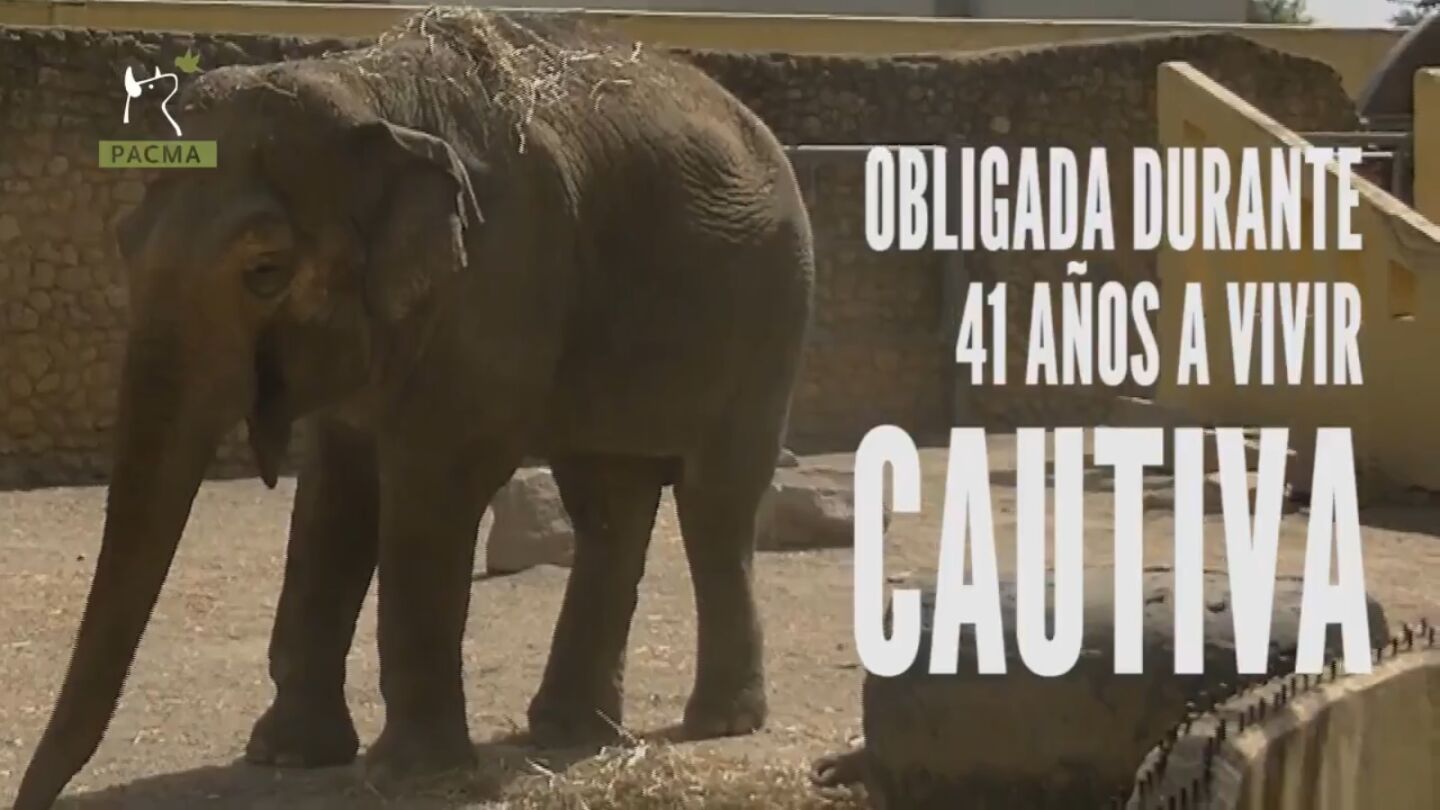 Flavia, la &uacute;nica elefante que vive sola en el zoo de C&oacute;rdoba