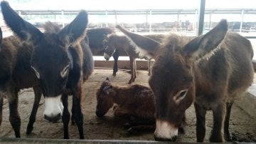 PETA denuncia el maltrato a burros en China para extraer materias primas utilizadas en medicina tradicional