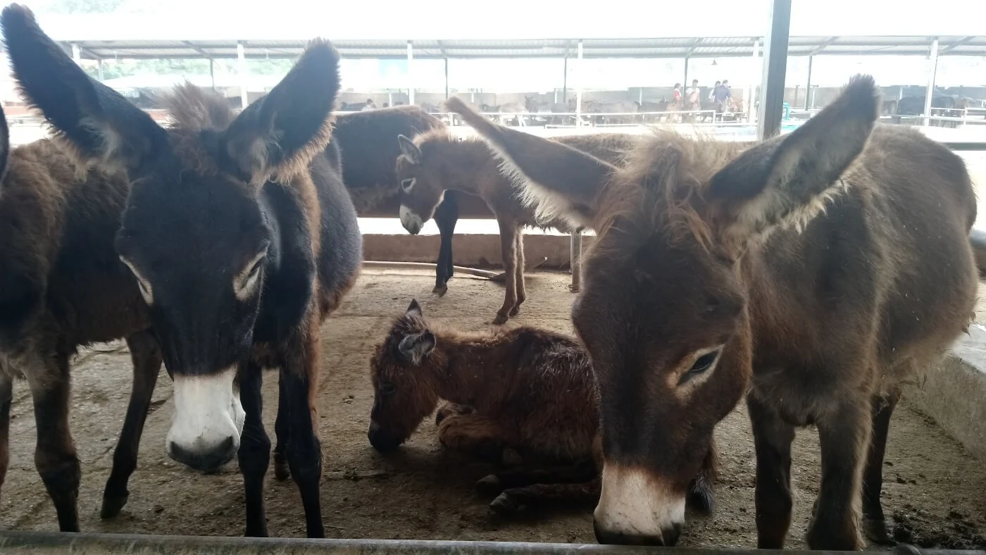 PETA denuncia el maltrato a burros en China para extraer materias primas utilizadas en medicina tradicional