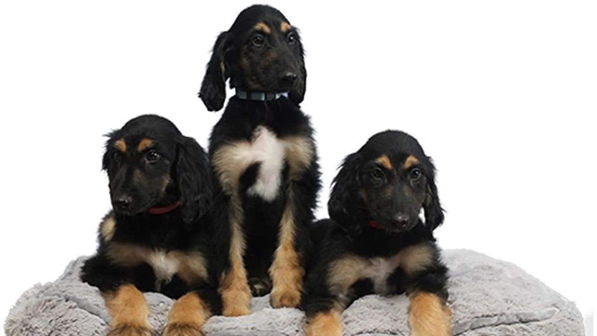 Los clones del primer perro clonado