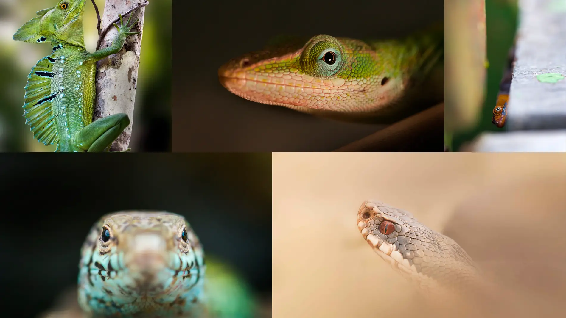 Asi evolucionaron las glandulas para la comunicacion entre reptiles