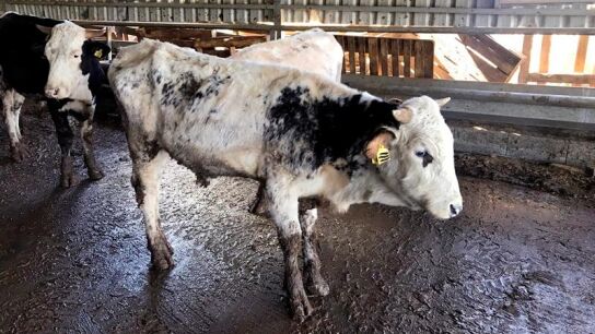 Estado en el que fueron encontradas algunas de las vacas.