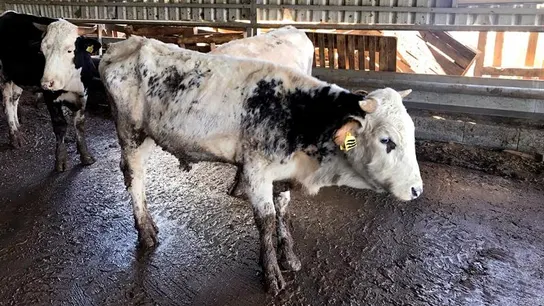 Estado en el que fueron encontradas algunas de las vacas. Estado en el que fueron encontradas algunas de las vacas.