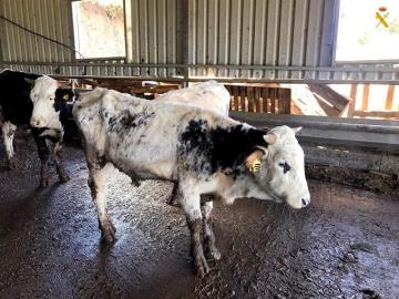 Estado en el que fueron encontradas algunas de las vacas. Estado en el que fueron encontradas algunas de las vacas.