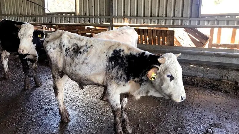 Estado en el que fueron encontradas algunas de las vacas.