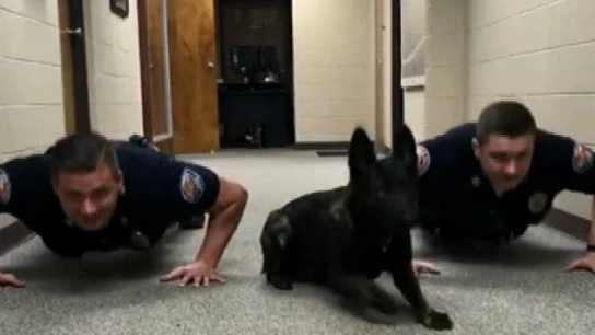 Un perro policía de Alabama revoluciona las redes haciendo flexiones junto a sus cuidadores Un perro policía de Alabama revoluciona las redes haciendo flexiones junto a sus cuidadores