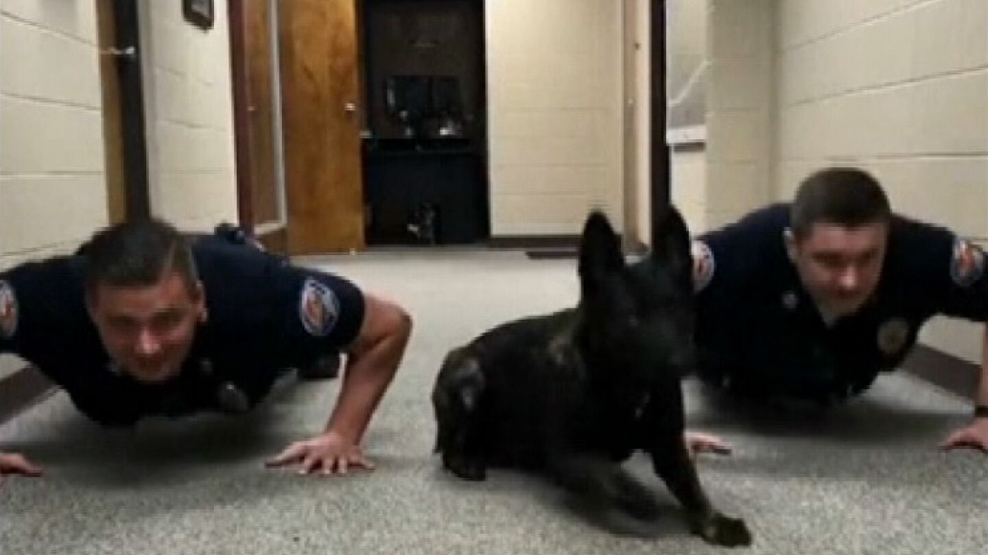 Un perro polic&iacute;a de Alabama revoluciona las redes haciendo flexiones junto a sus cuidadores