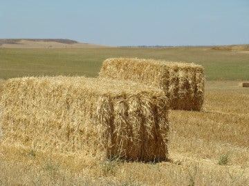 Pacas de paja Pacas de paja