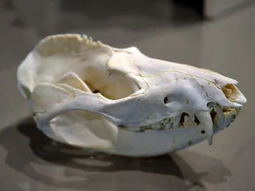 Un cráneo Un cráneo