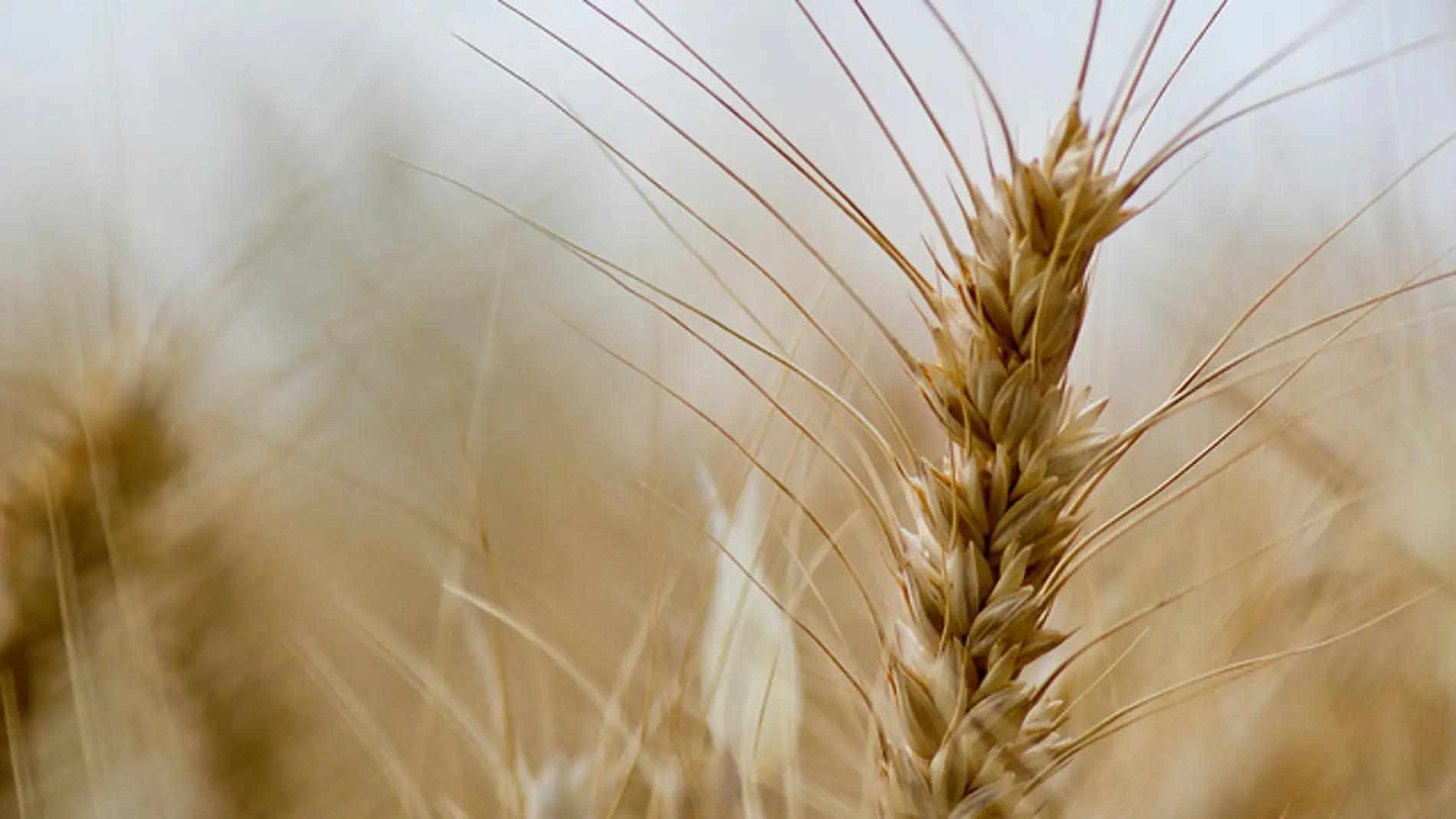 Un nuevo tipo de trigo sin gluten y sin efectos adversos para la salud