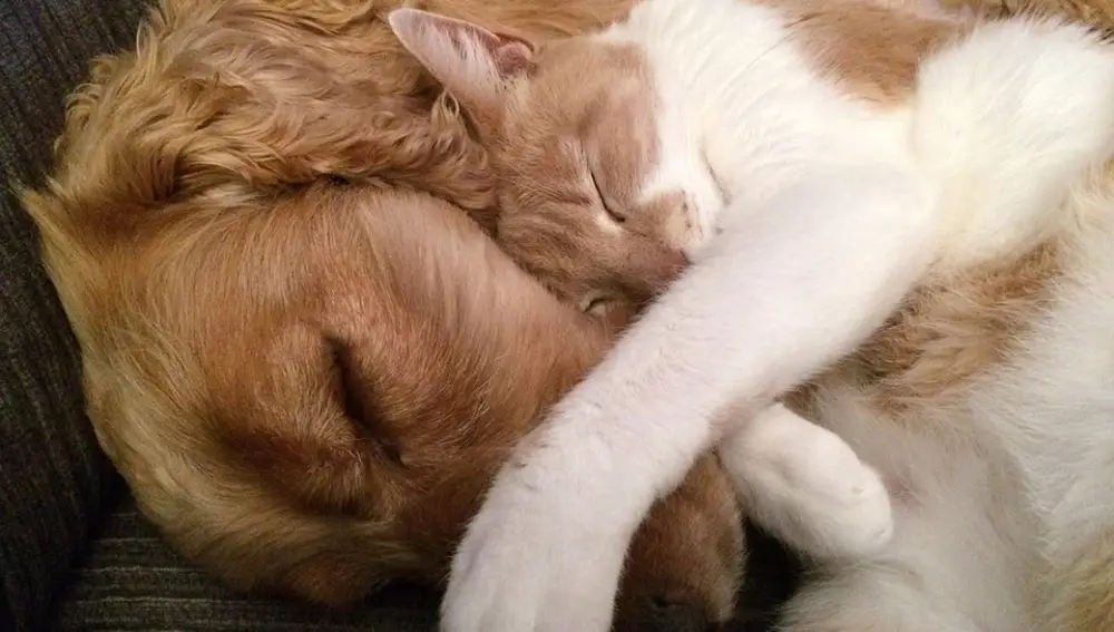 Amor entre perro y gato Amor entre perro y gato