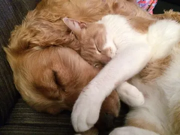 Amor entre perro y gato Amor entre perro y gato