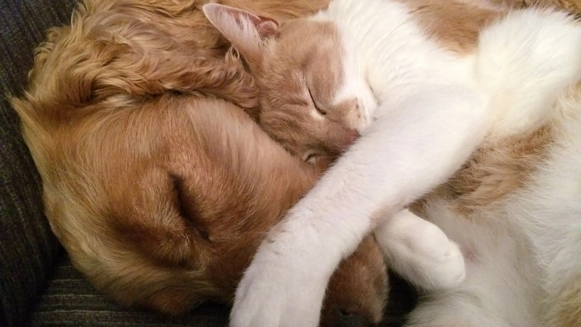 Amor entre perro y gato