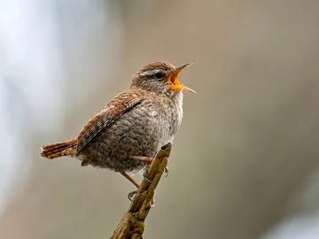 Un pájaro Un pájaro