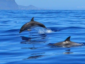 Delfines nadando Delfines nadando