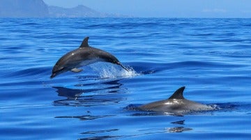 Delfines nadando