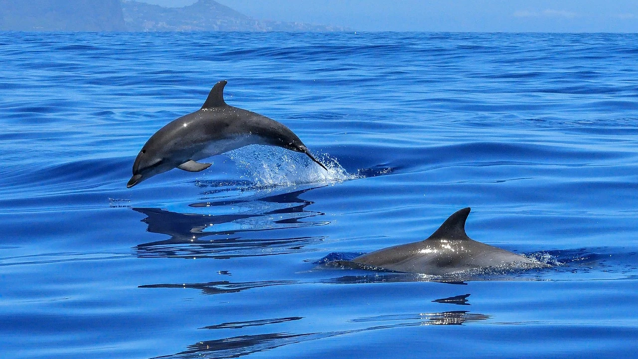 Delfines nadando