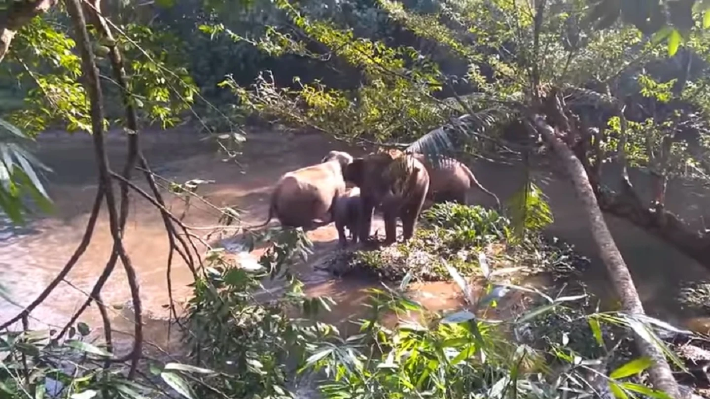 El momento en el que un elefante agradece la solidaridad de los agentes forestales El momento en el que un elefante agradece la solidaridad de los agentes forestales