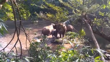 El momento en el que un elefante agradece la solidaridad de los agentes forestales
