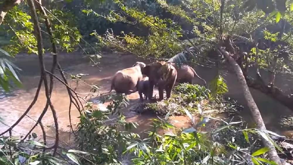 El momento en el que un elefante agradece la solidaridad de los agentes forestales