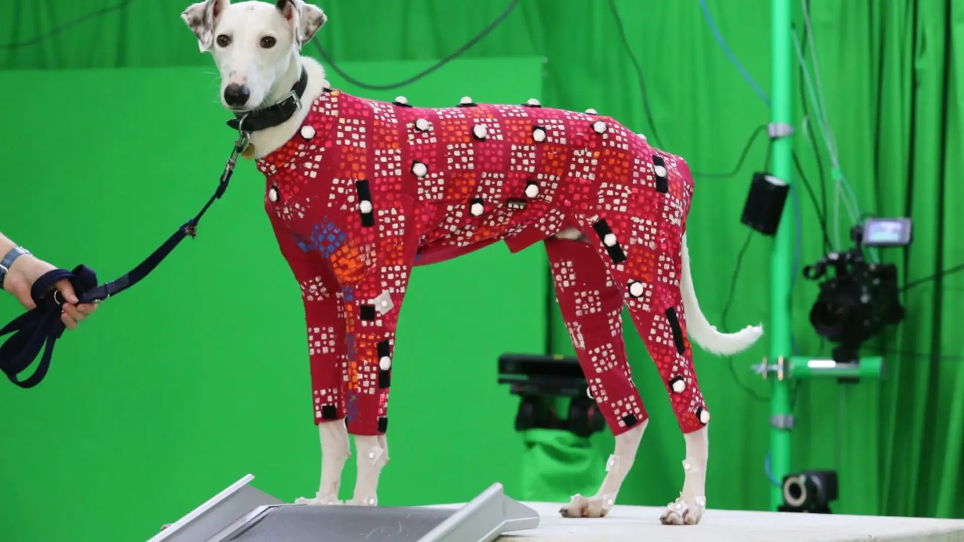 Perros en busca de hogar se convierten en modelos de peliculas de animacion