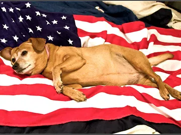 Perro con bandera EEUU Perro con bandera EEUU