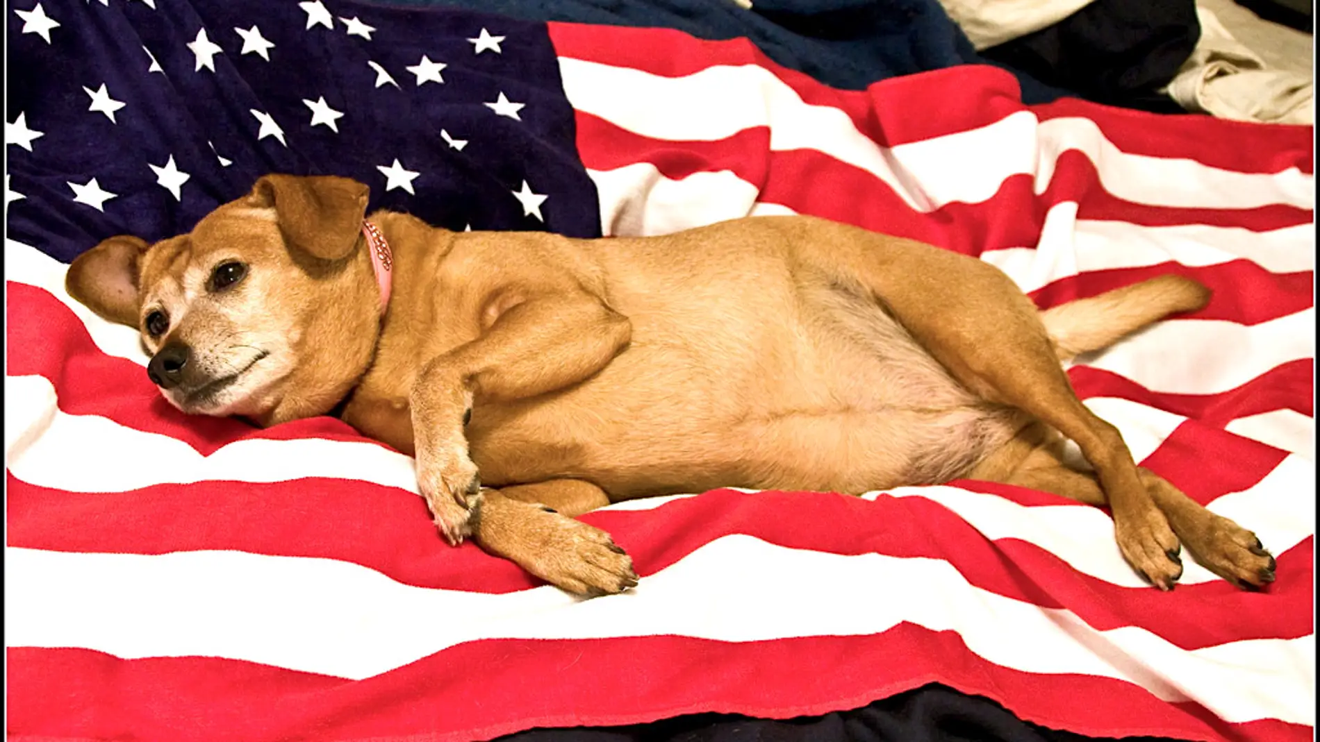 Perro con bandera EEUU